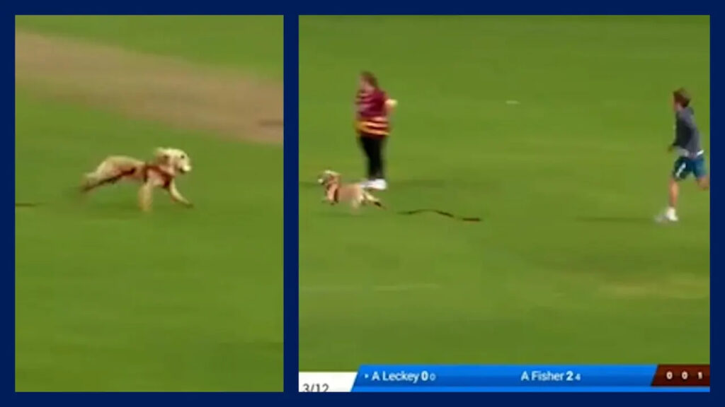 Dog Invades Pitch In A Hilarious Incident During Women’s All-Ireland T20 Semi-Final. Photo- Twitter