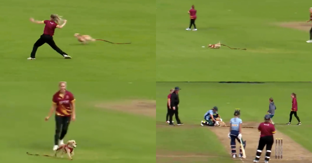 Watch: Dog Invades Cricket Pitch In A Hilarious Incident During Women’s All-Ireland T20 Semi-Final