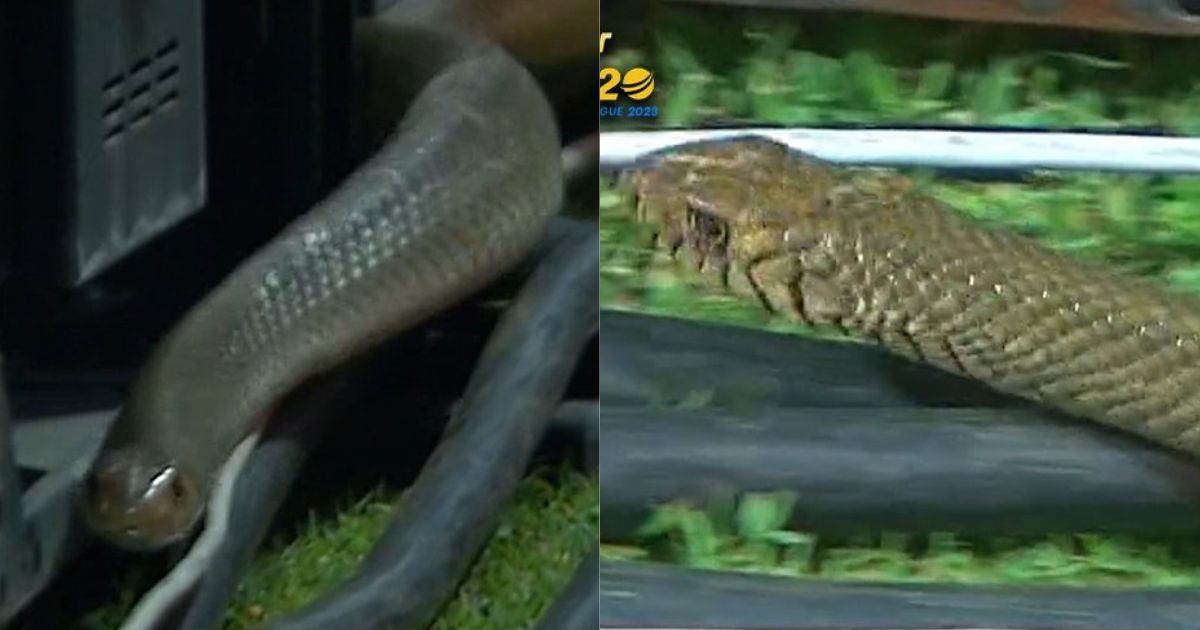 Snake halts play during Sri Lanka cricket match